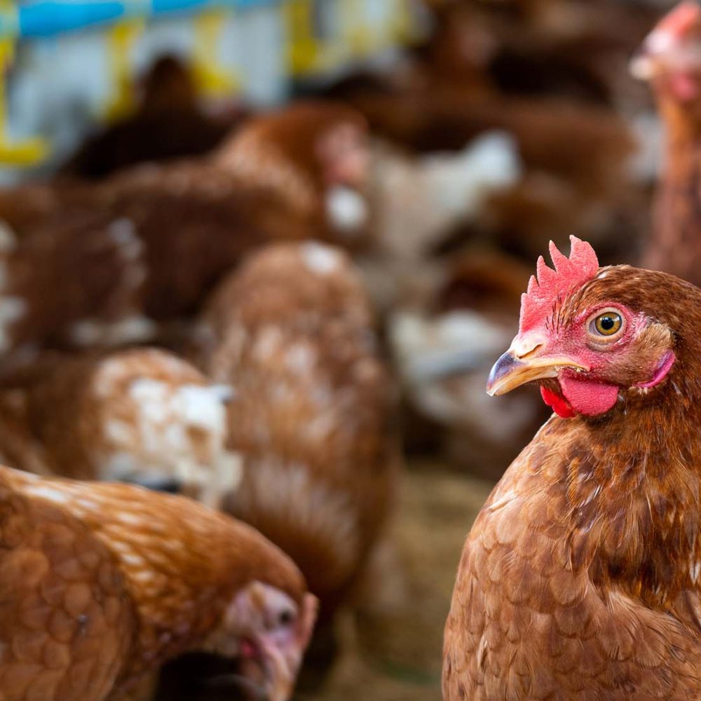 Brown chickens, hens in farm.